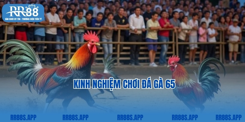 Kinh nghiệm chơi đá gà 65