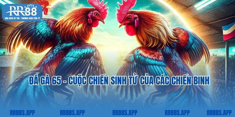 Đá Gà 65 - Cuộc Chiến Sinh Tử Của Các Chiến Binh