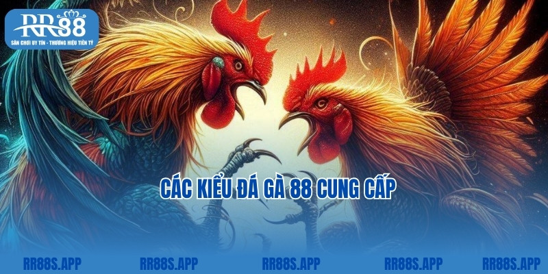 Các kiểu đá gà 88 cung cấp