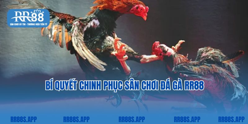 Bí quyết chinh phục sân chơi đá gà RR88 