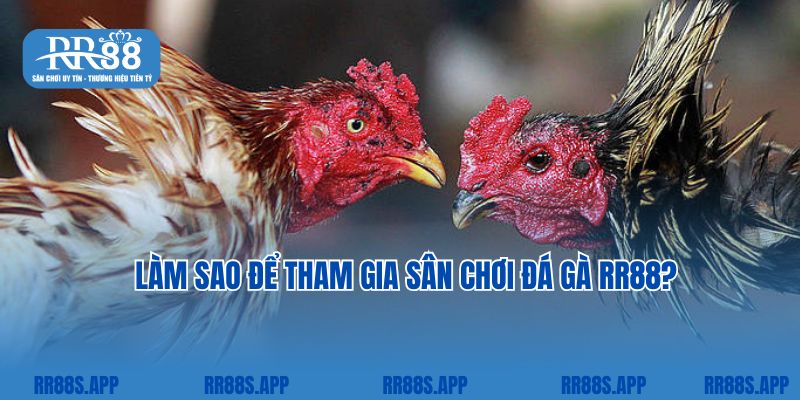 Làm sao để tham gia sân chơi đá gà RR88?