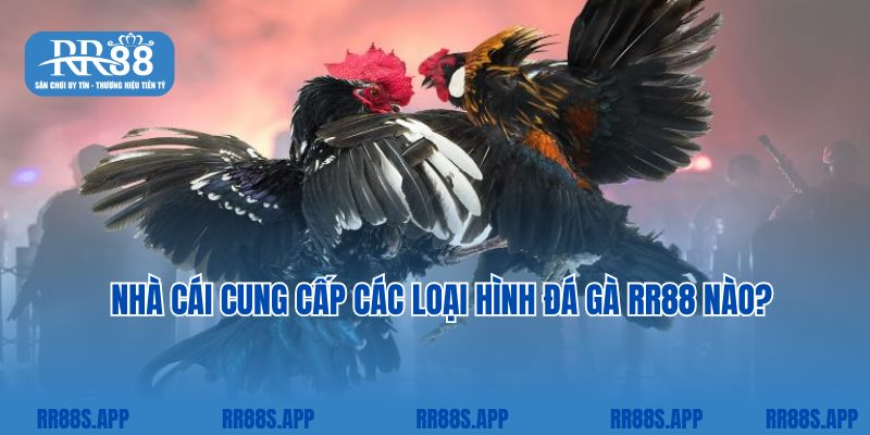 Nhà cái cung cấp các loại hình đá gà RR88 nào?