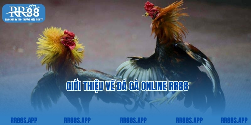 Giới thiệu về đá gà online RR88