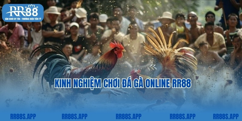 Kinh nghiệm chơi đá gà online RR88